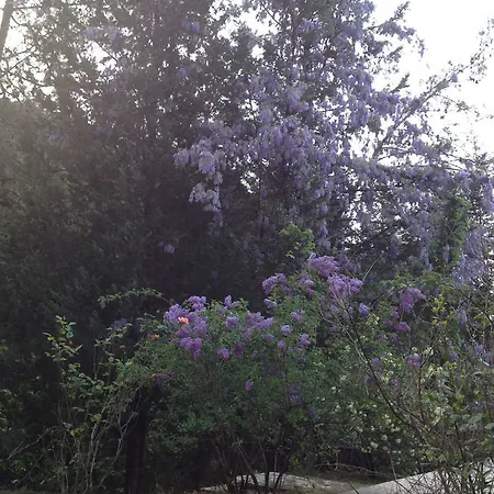 Hotel Neroli Butik 3*